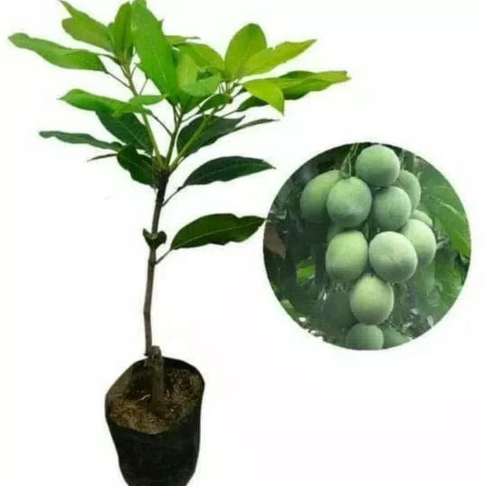Bibit Pohon Mangga